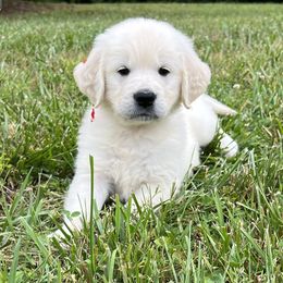 Golden Retriever Puppies from Dale Hollow Goldens