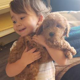 BIG MAMA - Apricot female Poodle puppy in San Tan Valley, Arizona from Desert Storm Poodles