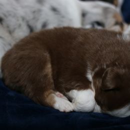 Australian Shepherd, Miniature American Shepherd, Miniature Australian Shepherd, and Toy Australian Shepherd Puppies from Painted Blue Aussies