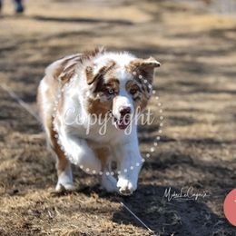 Australian Shepherd Puppies from Sweet Magnolia Aussies