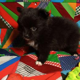 White Sox - Black parti male Pomeranian puppy in Wanette, Oklahoma from Council Creek Cuties