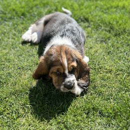 Boy 2 - Basset Hound puppy in Gilbert, Arizona from Redhead Hounds