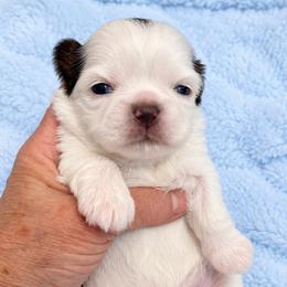 Ledger - Liver and white male Shih Tzu puppy in Tallahassee, Florida from Bows and Bow Ties