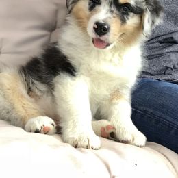 Australian Shepherd Puppies from NorthRidge Australian Shepherds