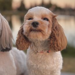 Cavatzus and Shih Tzus from Charming Woofs