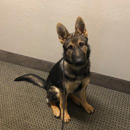 Brok von Agrestal - Sable German Shepherd puppy in Pleasanton, California from Agrestal German Shepherds