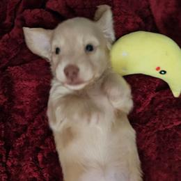 Lucy - Cream female Dachshund puppy in Lebanon, Oregon from Willow Moons Dachshunds