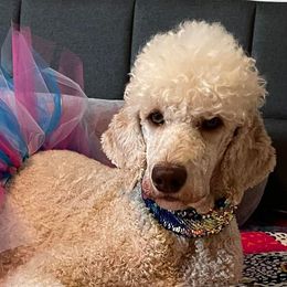 Carmella - Poodle