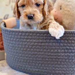 Cockapoos and Cocker Spaniels from Fresh Mojo Farms&Paws