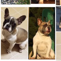 skye - French Bulldog