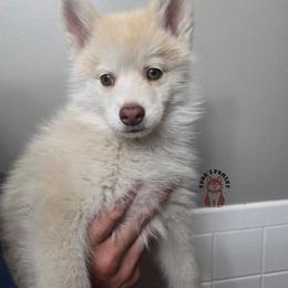 Ken - Chocolate male Pomsky puppy in Blaine, Minnesota from Yuna's Pomsky