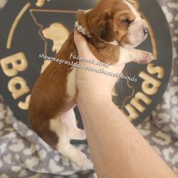 Grey Collar - Mahogany and white female Basset Hound puppy in Alton, Illinois from Show Me Great Danes and Basset Hounds