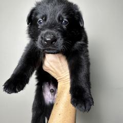 German Shepherd Puppies from Carbon Bold K9 Services