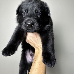 German Shepherd Puppies from Carbon Bold K9 Services