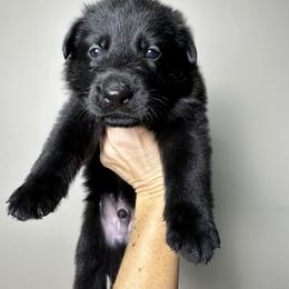 German Shepherd Puppies from Carbon Bold K9 Services