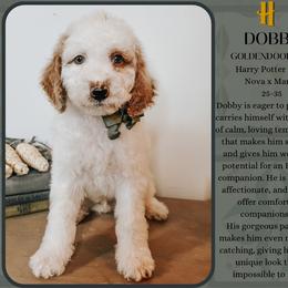 Dobby - Parti male Goldendoodle puppy in Hilton, New York from The House of Goldendoodle