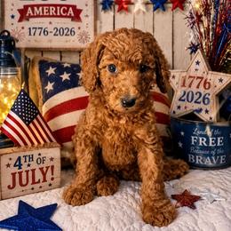 Princess kate of Wales - Red  female Poodle puppy in Woodbridge, Virginia from Rosa Red Standard Poodles