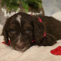 Violet - Brown and white female Aussiedoodle puppy in Prescott Valley, Arizona from Ramirez Family Doodles