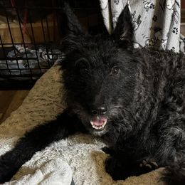 Cotons de Tulear and Dutch Shepherds from Early Bird Kennels