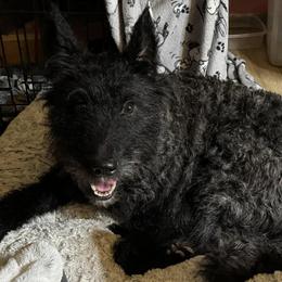 Cotons de Tulear and Dutch Shepherds from Early Bird Kennels