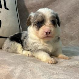 Buzz-full fluffy - Blue merle and white male American Corgi puppy in Decatur, Texas from Bar S Corgis