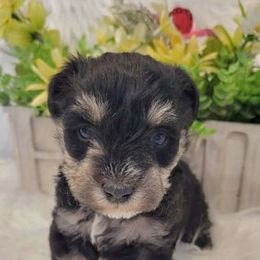 Miniature Schnauzers from Debra Kruse's Miniature Schnauzers