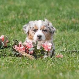 Aussiedoodle and Australian Shepherd Puppies from SS Australian Shepherds