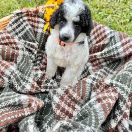 Charlie - Parti male Poodle puppy in Detroit, Michigan from QaeQaePups LLC