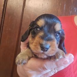Beans - Black and tan male Dachshund puppy in Bigfork, Minnesota from Long Ears and Long Dogs Ranch