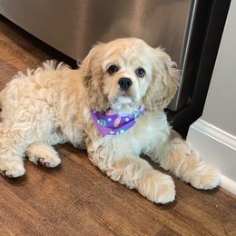 Cocker Spaniel Puppies from Gates Cocker Spaniels