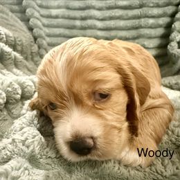 Woody - Golden male Cocker Spaniel puppy in Sumter, South Carolina from Cocker Eclipse In Home Kennel