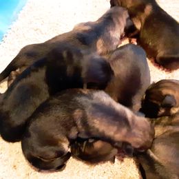 German Shepherd Puppies from Marbany Kennels