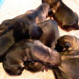 German Shepherd Puppies from Marbany Kennels