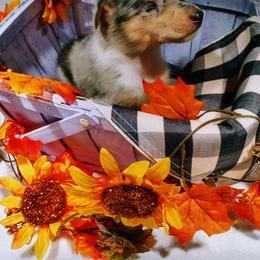 Boy 1 - Blue merle white and tan Collie puppy in Downey, Idaho from Jessica Bischoff