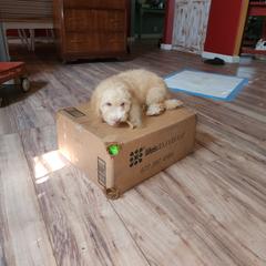 Double Doodle Puppies from Doodle-4-Dayz