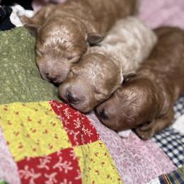 Girl 2 - Red  female Goldendoodle puppy in Belgreen, Alabama from Scott’s Farm Poodles and Doodles