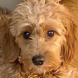 Ellie - Goldendoodle