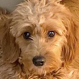 Ellie - Goldendoodle