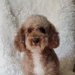 Marley - Schnoodle