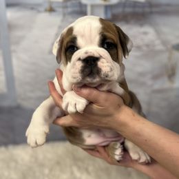 Bulldog Puppies from Sweet Rolls