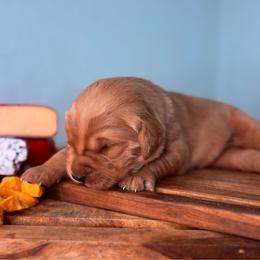 Gouda - Dark golden male Golden Retriever puppy in Eustis, Florida from Earley Goldens