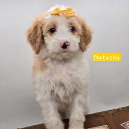Natasha - Red female Bernedoodle puppy in Neillsville, Wisconsin from Granton Creek