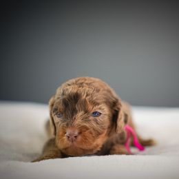 Rosie - Merle female Cavapoo puppy in Caldwell, Idaho from Boise Doodle Co.