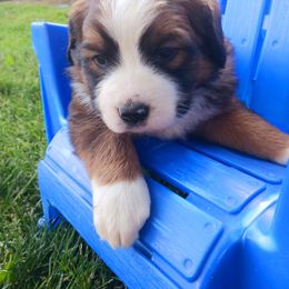 Companion Cross and Saint Bernard Puppies from Coleman Saint Bernards of Ohio