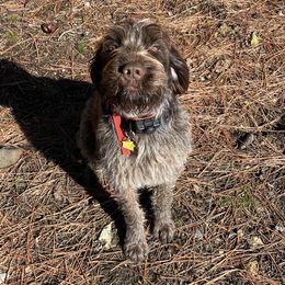 Arrow - Wirehaired Pointing Griffon
