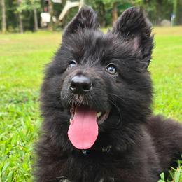 Vuk Vom Branscum - Black male German Shepherd puppy in Clinton, Arkansas from 501 Shepherds