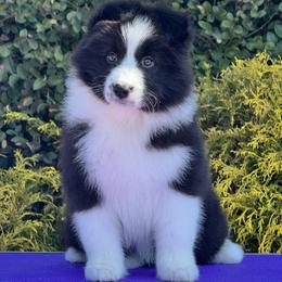 Aliza - Black and white female Border Collie puppy in Dunn, North Carolina from Coylety Kennel
