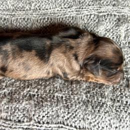 Frederick.AKC.PRA-clear.4800 - Dapple male Dachshund puppy in Dover, Oklahoma from Freckles and Furballs