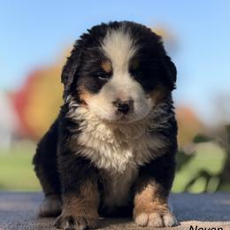 Neven - Black rust and white male Bernese Mountain Dog puppy in New Haven, Indiana from Milan Berners