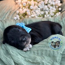 Charlie - Black male Miniature Schnauzer puppy in Magalia, California from NorCal Schnauzers